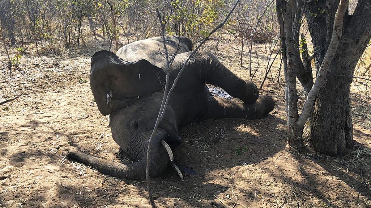 Vědci rozluštili záhadná úmrtí slonů v Zimbabwe z roku 2020